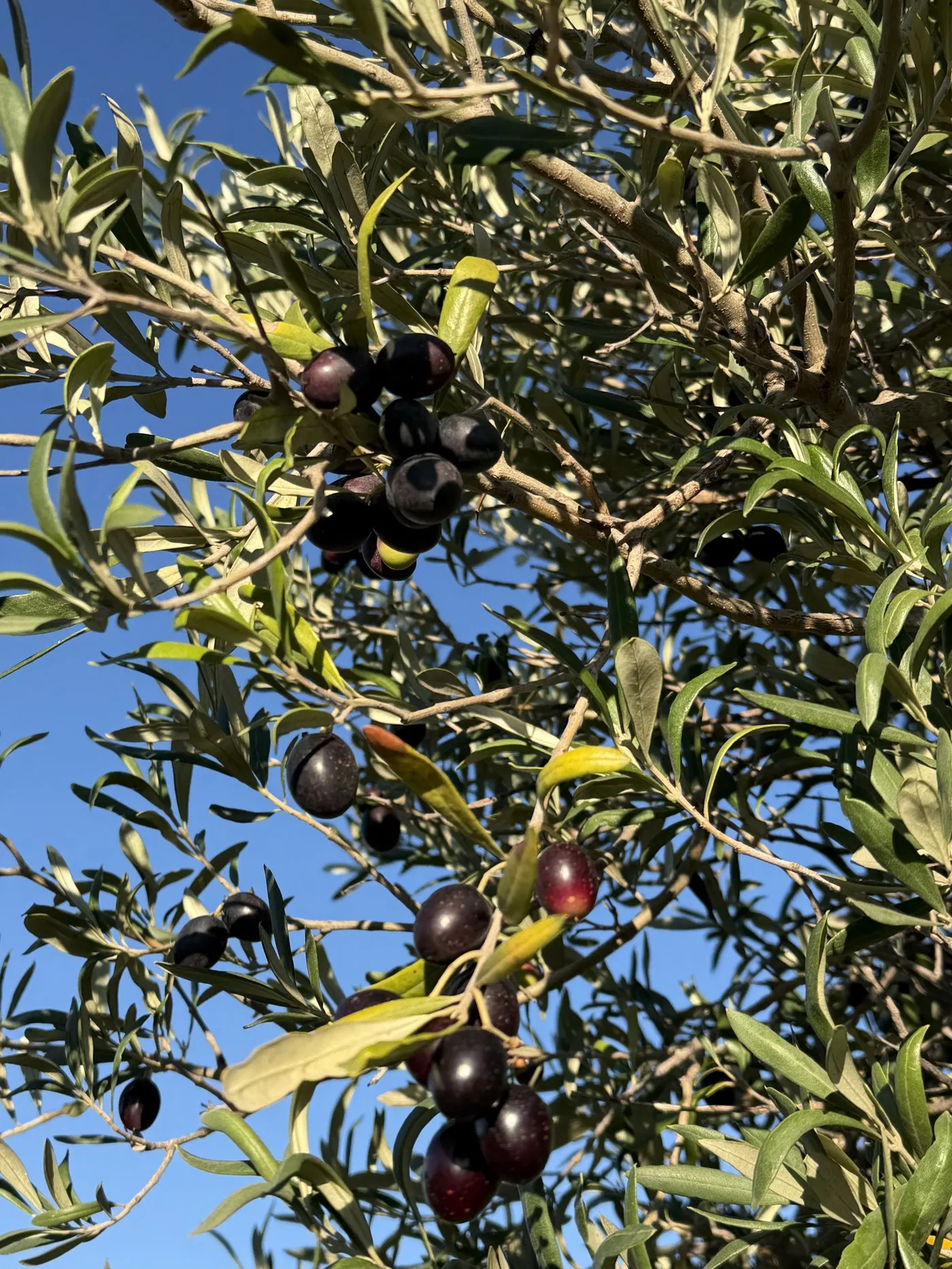 Aceitunas maduras en la rama en los olivares de Villa Iris